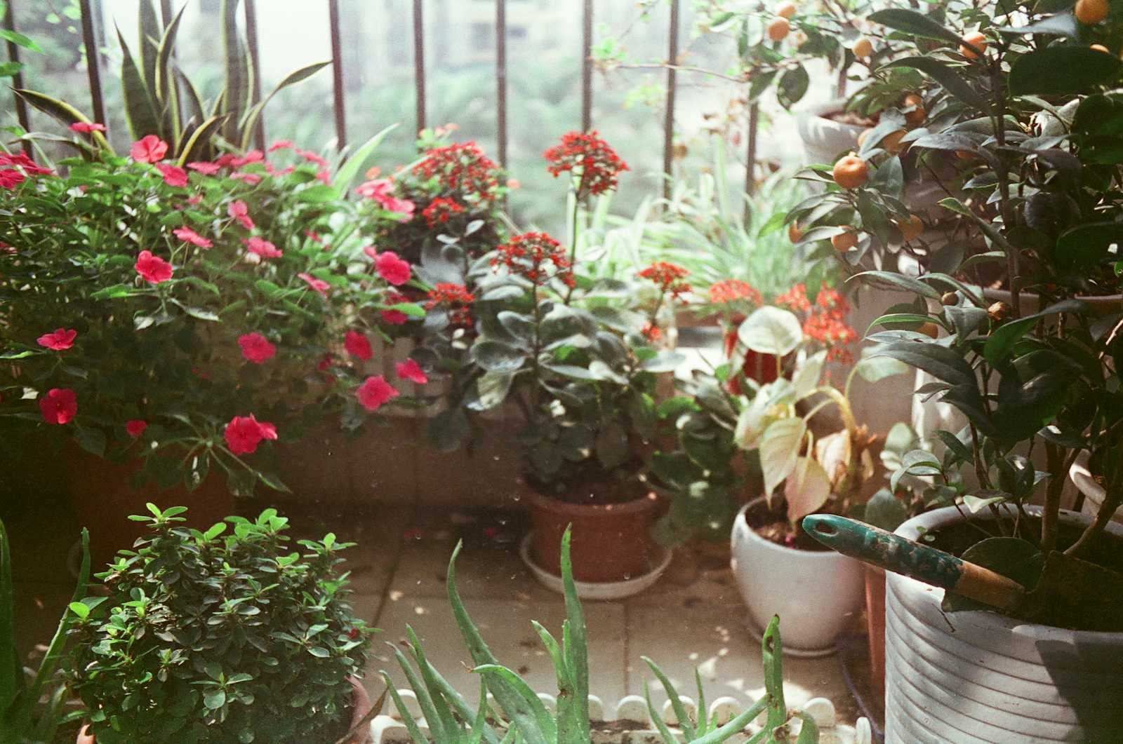 🌿 Tiny Balcony? Here’s How to Green It Up!!