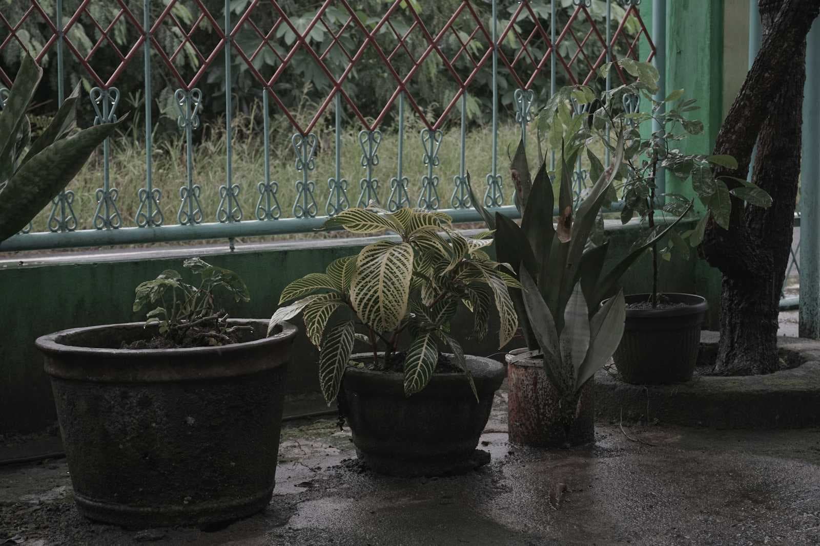 🌧🌿 Monsoon Plant Care in Kolkata: 7 Expert Tips to Protect Your Balcony and Terrace Garden